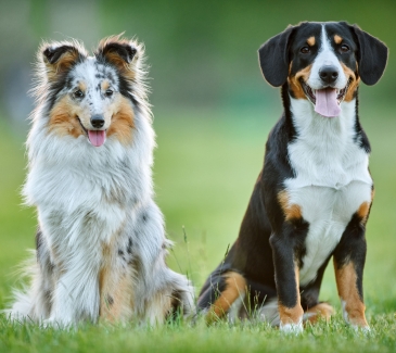 Dogs